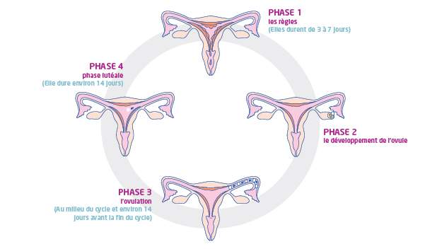 Étape 1 du cycle menstruel : le début des règles | Nett.fr